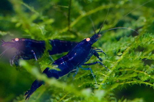 Caridina Royal Blue Tiger OE aus deutscher Nachzucht – garnelen-pott.live Essen