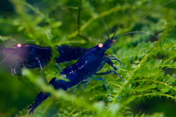 Caridina aus der Tiger-Gruppe, deutsche Nachzucht – garnelen-pott.live Essen