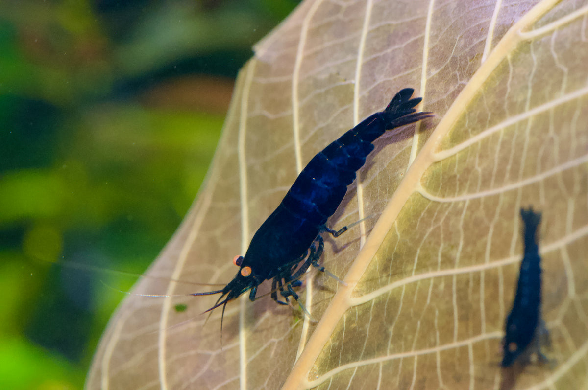 Caridina Royal Blue Tiger OE auf einem Blatt – deutsche Nachzucht von garnelen-pott.live Essen