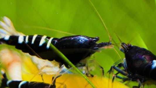 Caridina Schwarze Pinto aus deutscher Nachzucht – garnelen-pott.live Essen