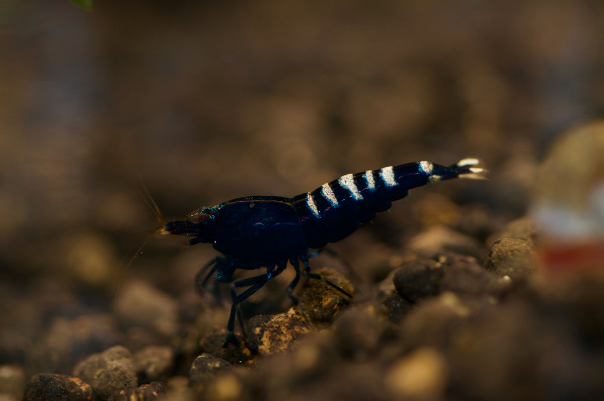 Caridina Schwarze Pinto Einzeltier auf dunklem Kies – deutsche Nachzucht von garnelen-pott.live Essen