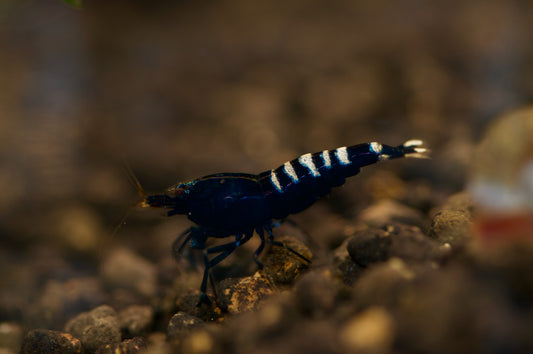 Caridina Schwarze Pinto Einzeltier auf dunklem Kies – deutsche Nachzucht von garnelen-pott.live Essen