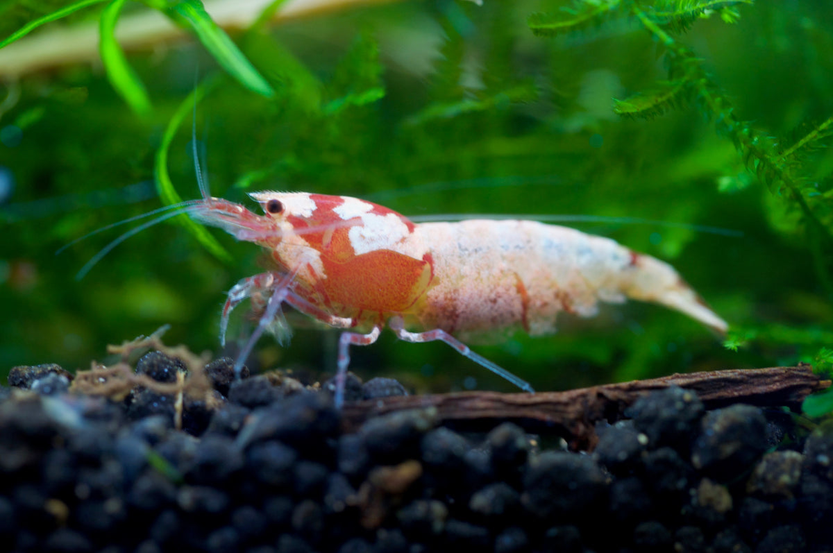 Caridina Spotted Head Pinto aus deutscher Nachzucht – garnelen-pott.live Essen