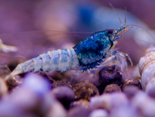Caridina Steel Blue aus deutscher Nachzucht – garnelen-pott.live Essen