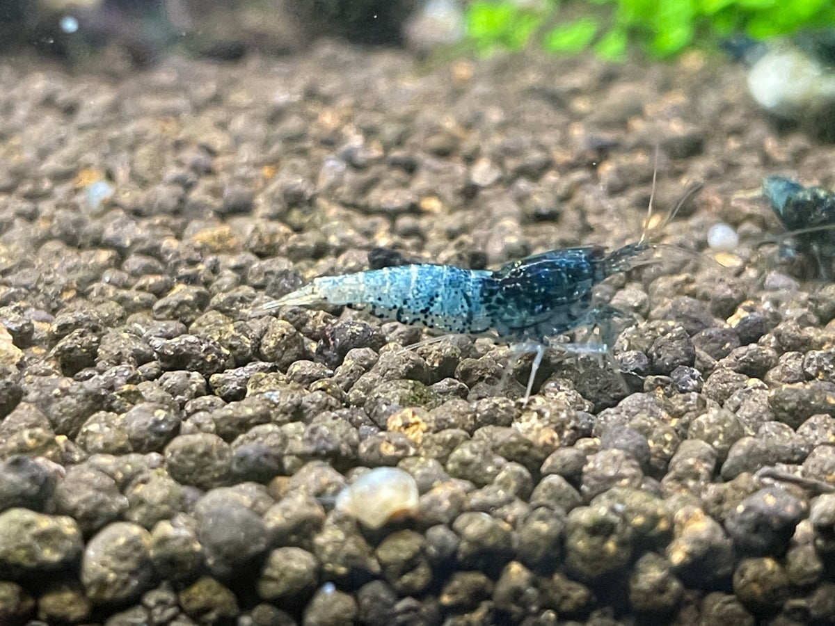 Caridina Steel Blue auf hellem Kies – deutsche Nachzucht von garnelen-pott.live Essen