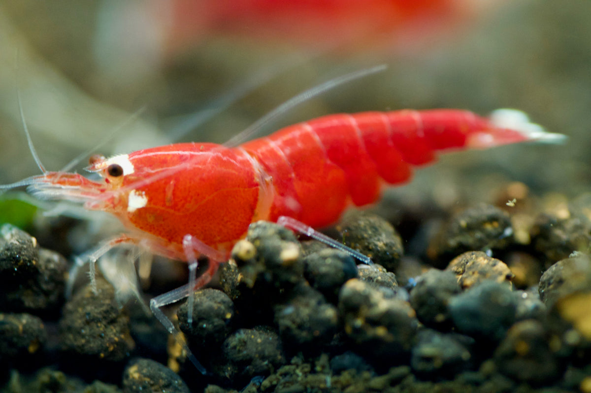 Caridina Super Crystal Red Santa aus deutscher Nachzucht – garnelen-pott.live Essen