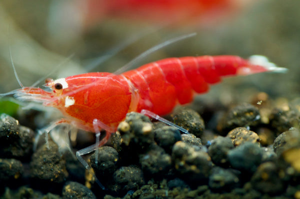 Caridina Super Crystal Red Santa aus deutscher Nachzucht – garnelen-pott.live Essen