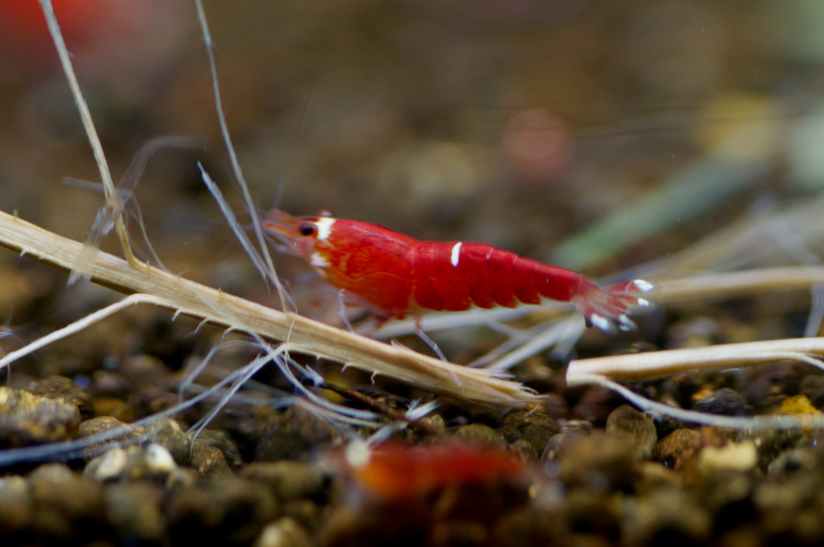 Caridina Super Crystal Red Santa zwischen Pflanzen – deutsche Nachzucht von garnelen-pott.live Essen