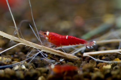 Caridina Super Crystal Red Santa zwischen Pflanzen – deutsche Nachzucht von garnelen-pott.live Essen