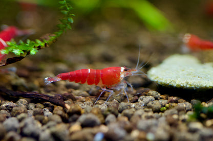 Caridina Super Crystal Red Santa Nahaufnahme im Aquarium – deutsche Nachzucht von garnelen-pott.live Essen