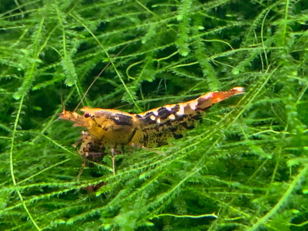 Caridina TaiTiBee aus deutscher Nachzucht – garnelen-pott.live Essen
