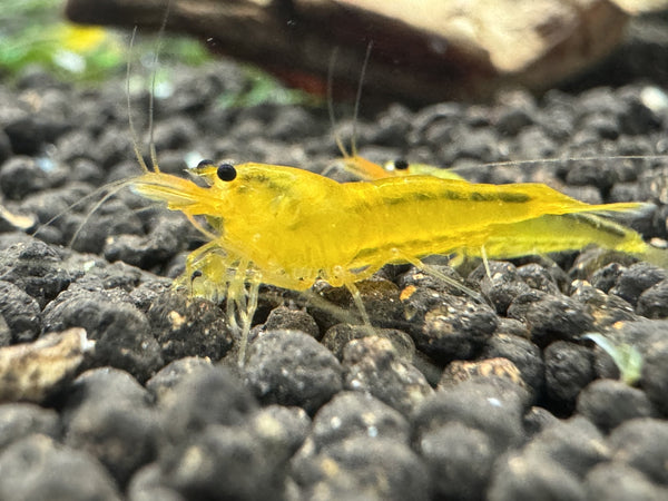 Caridina Yellow King Kong Garnele aus deutscher Nachzucht, Seitenansicht – garnelen-pott.live Essen