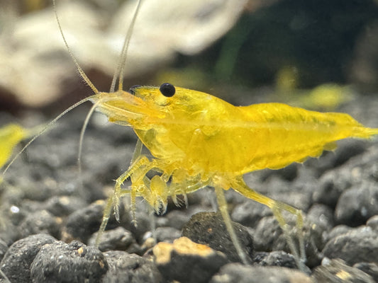 Caridina Yellow King Kong Garnele aus deutscher Nachzucht, Nahaufnahme – garnelen-pott.live Essen