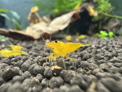 Caridina Yellow King Kong Garnelen aus deutscher Nachzucht im bepflanzten Becken – garnelen-pott.live Essen