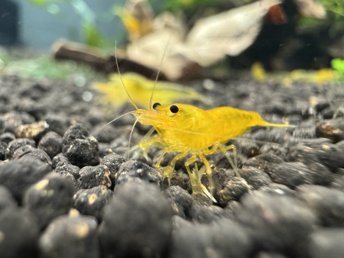 Caridina Yellow King Kong Garnele aus deutscher Nachzucht, Ansicht von vorn – garnelen-pott.live Essen