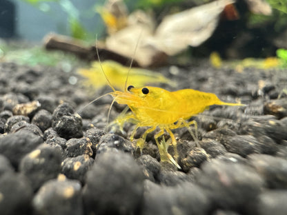 Caridina Yellow King Kong Garnele aus deutscher Nachzucht, Ansicht von vorn – garnelen-pott.live Essen