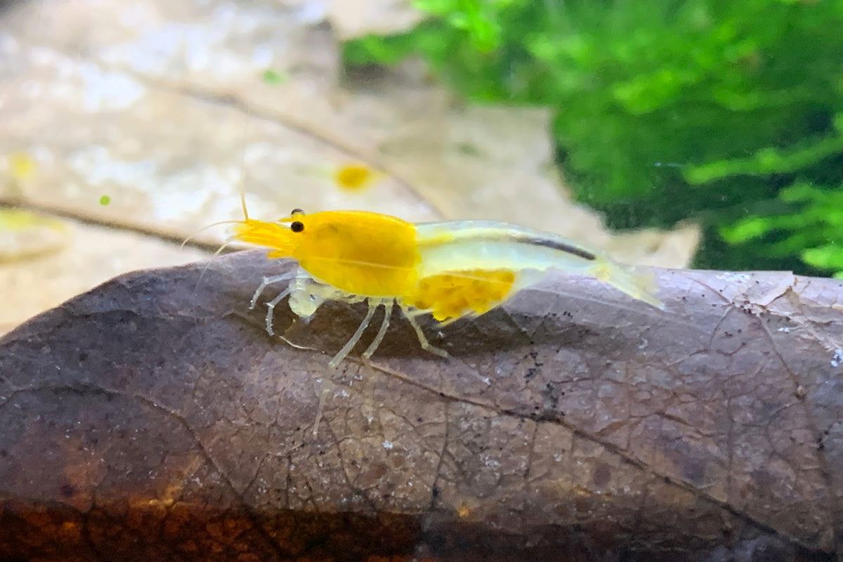 Caridina YKK Skeleton aus deutscher Nachzucht – garnelen-pott.live Essen