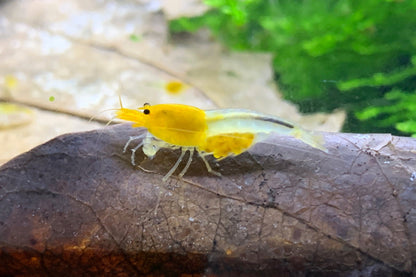 Caridina YKK Skeleton aus deutscher Nachzucht – garnelen-pott.live Essen