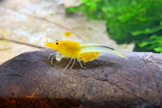 Caridina YKK Skeleton aus deutscher Nachzucht – garnelen-pott.live Essen