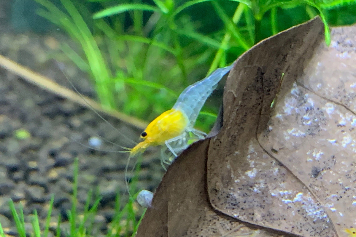 Caridina YKK Skeleton an einem Laubblatt – deutsche Nachzucht von garnelen-pott.live Essen