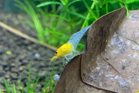 Caridina YKK Skeleton an einem Laubblatt – deutsche Nachzucht von garnelen-pott.live Essen
