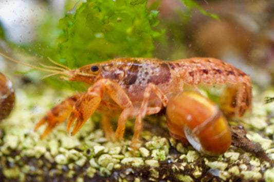 Oranger CPO Zwergflusskrebs im bepflanzten Aquarium – garnelen-pott.live Essen