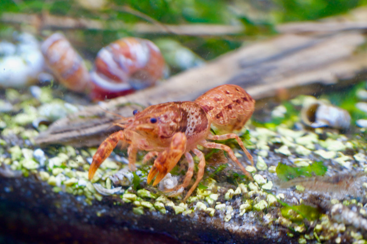 CPO Zwergflusskrebs auf Wurzel zwischen Schnecken – garnelen-pott.live Essen