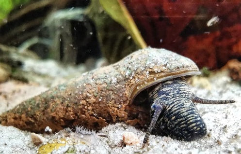 Tylomelania perfecta aus deutscher Nachzucht – garnelen-pott.live Essen