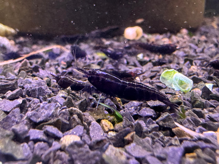 Neocaridina Black Sakura aus deutscher Nachzucht – garnelen-pott.live Essen