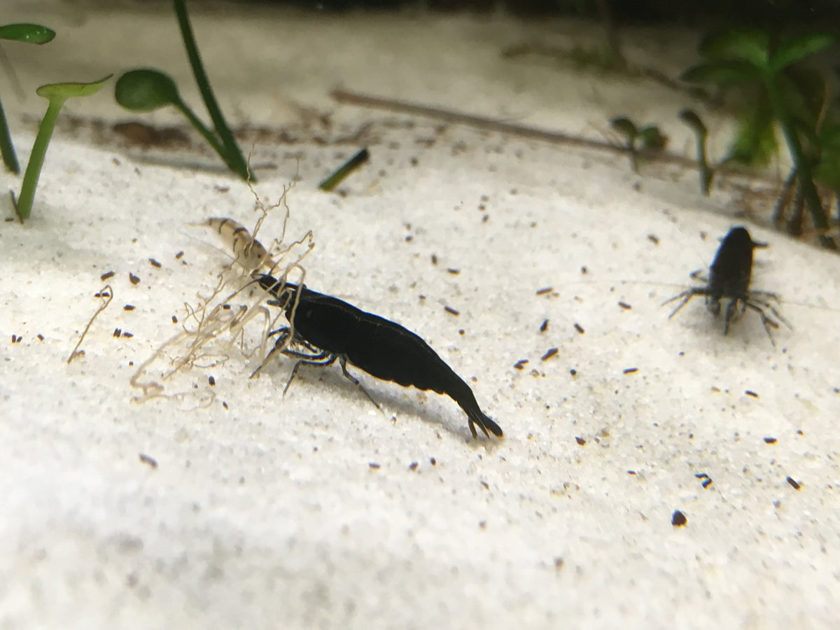 Neocaridina Black Sakura auf hellem Sand – deutsche Nachzucht von garnelen-pott.live Essen