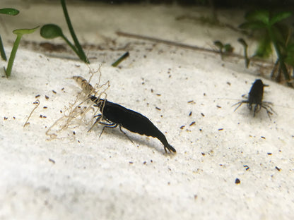 Neocaridina Black Sakura auf hellem Sand – deutsche Nachzucht von garnelen-pott.live Essen