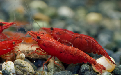 Neocaridina Bloody Mary High Grade aus deutscher Nachzucht – garnelen-pott.live Essen