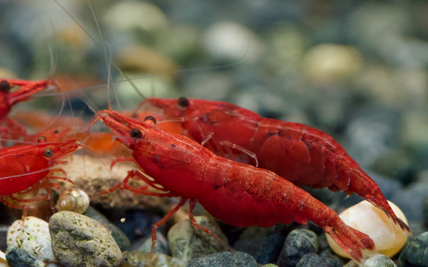 Neocaridina Bloody Mary High Grade aus deutscher Nachzucht – garnelen-pott.live Essen