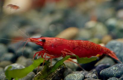 Neocaridina Bloody Mary High Grade Einzeltier auf hellem Kies – deutsche Nachzucht von garnelen-pott.live Essen
