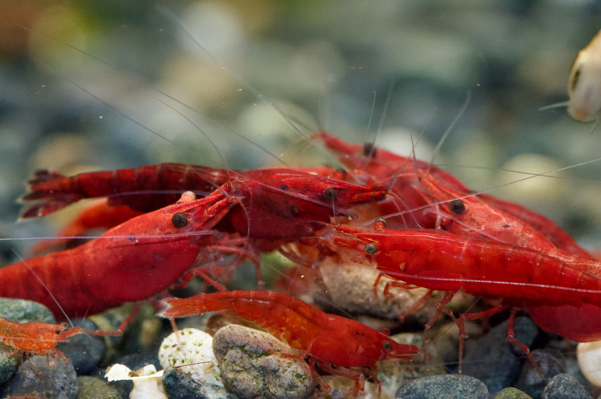 Neocaridina Bloody Mary High Grade Gruppe im Aquarium – deutsche Nachzucht von garnelen-pott.live Essen