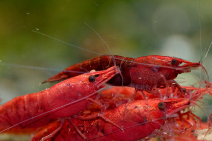 Neocaridina Bloody Mary High Grade Nahaufnahme mehrerer Tiere – deutsche Nachzucht von garnelen-pott.live Essen