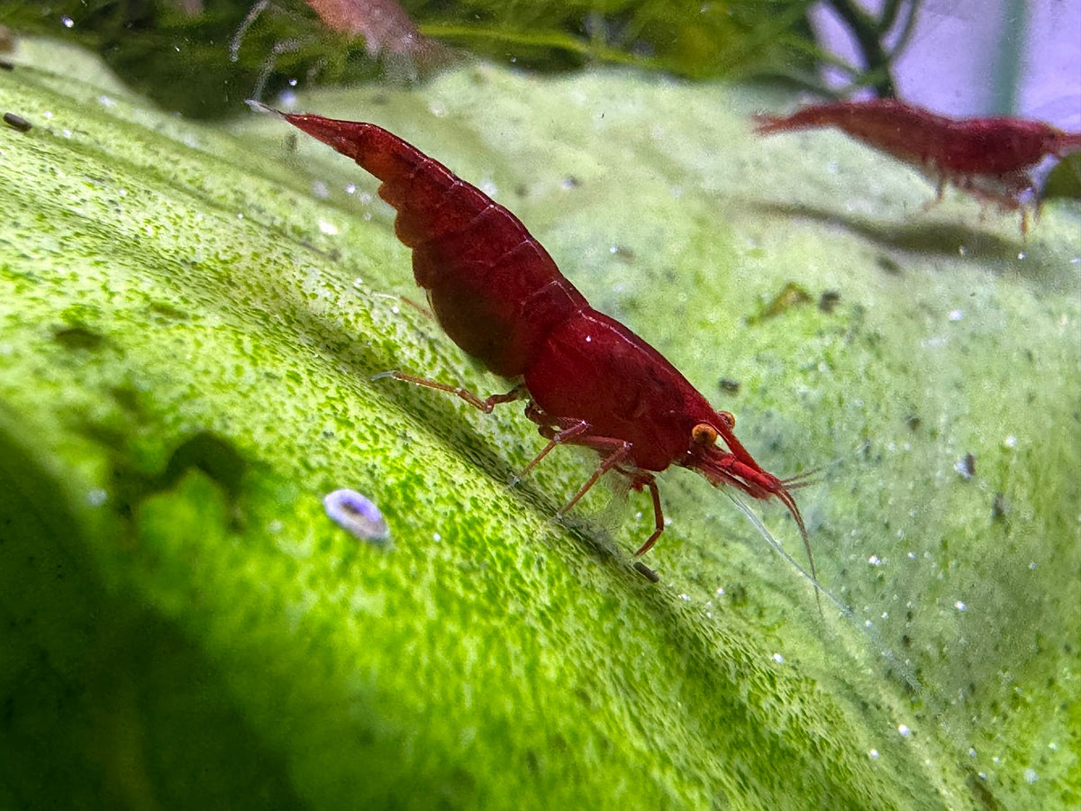 Neocaridina Bloody Mary OE Garnele aus deutscher Nachzucht, tiefrot mit orangen Augen – garnelen-pott.live Essen