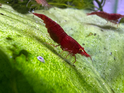 Neocaridina Bloody Mary OE Garnele aus deutscher Nachzucht, tiefrot mit orangen Augen – garnelen-pott.live Essen