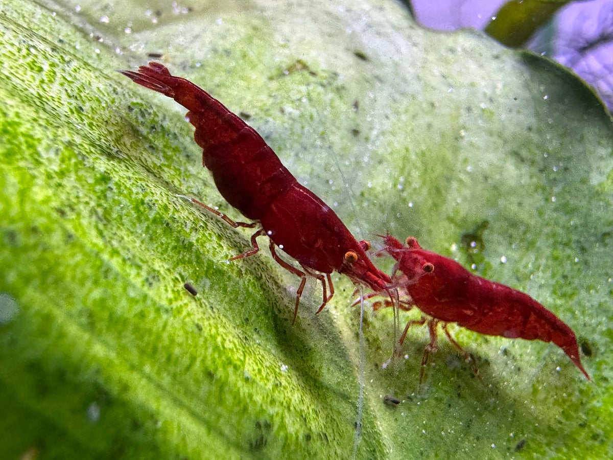 Zwei Neocaridina Bloody Mary OE Garnelen aus deutscher Nachzucht – garnelen-pott.live Essen