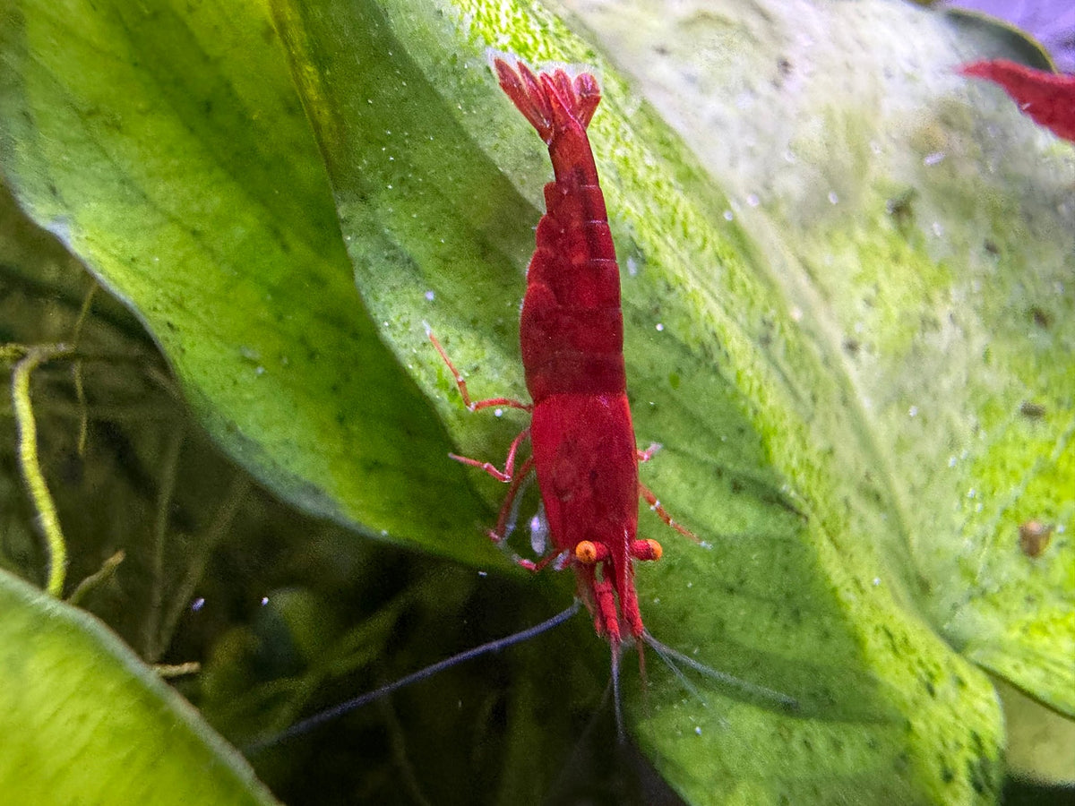Neocaridina Bloody Mary OE Garnele aus deutscher Nachzucht, Orange Eyes von oben – garnelen-pott.live Essen