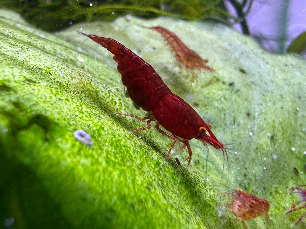 Neocaridina Bloody Mary OE Weibchen mit Eiern aus deutscher Nachzucht – garnelen-pott.live Essen