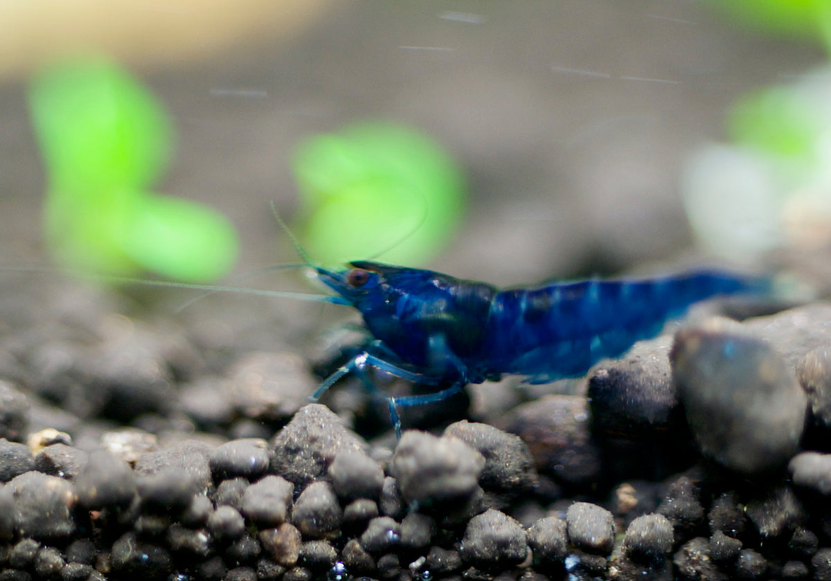 Neocaridina Blue Dream aus deutscher Nachzucht – garnelen-pott.live Essen