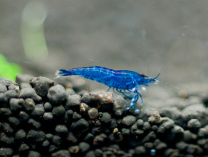 Neocaridina Blue Dream auf dunklem Soil – deutsche Nachzucht von garnelen-pott.live Essen
