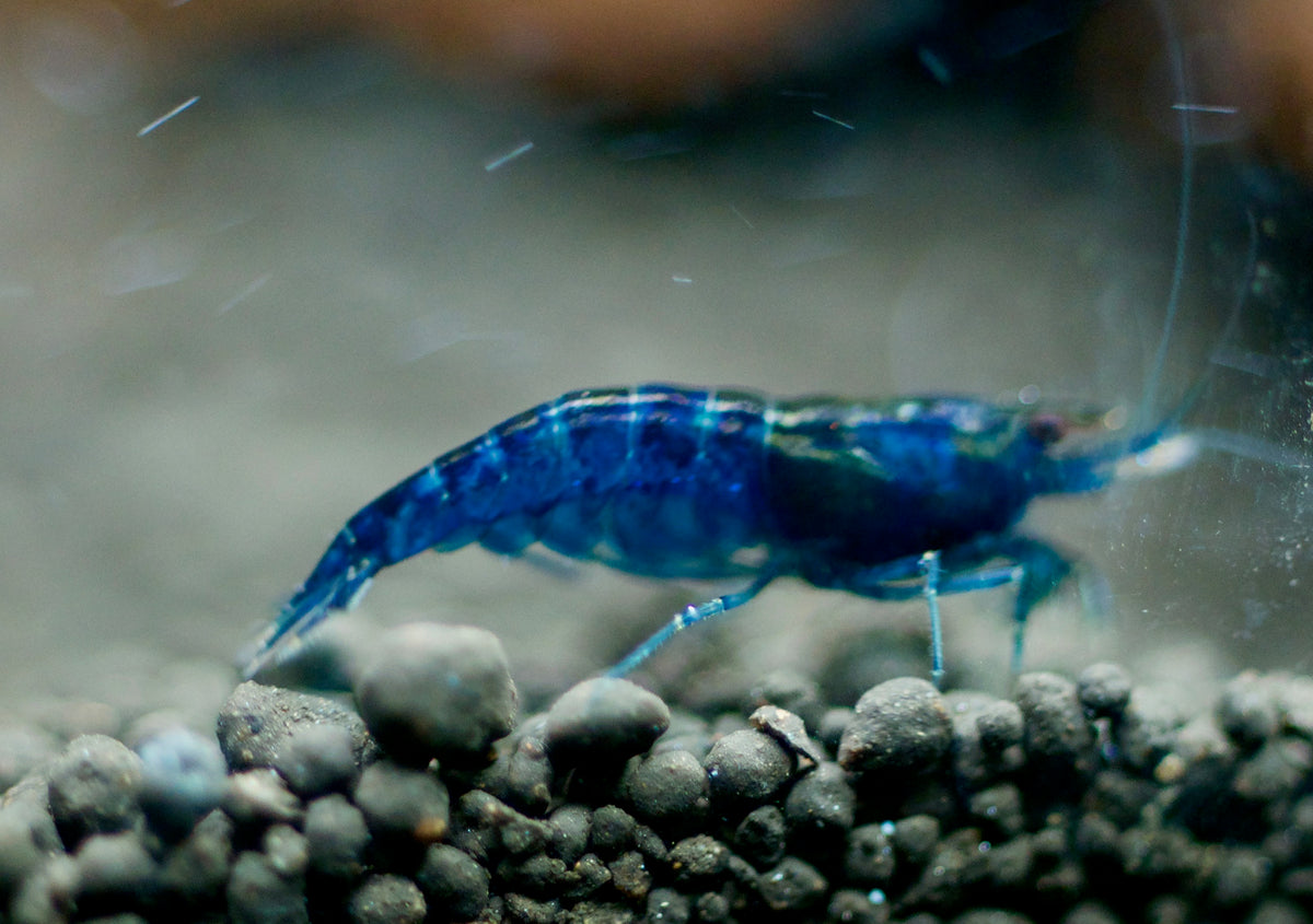 Neocaridina Blue Dream Seitenansicht im Aquarium – deutsche Nachzucht von garnelen-pott.live Essen