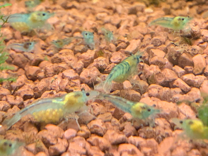 Neocaridina Blue Jelly aus deutscher Nachzucht – garnelen-pott.live Essen