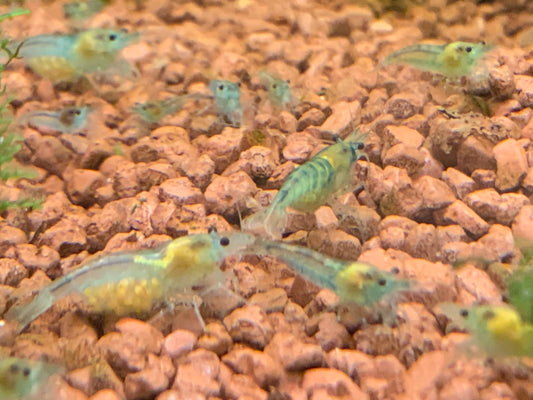 Neocaridina Blue Jelly aus deutscher Nachzucht – garnelen-pott.live Essen