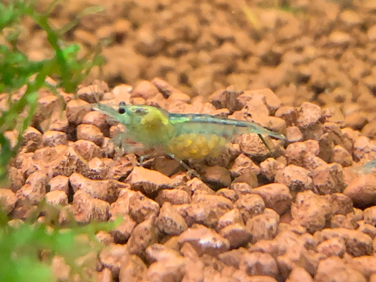 Neocaridina Blue Jelly Einzeltier auf Soil – deutsche Nachzucht von garnelen-pott.live Essen