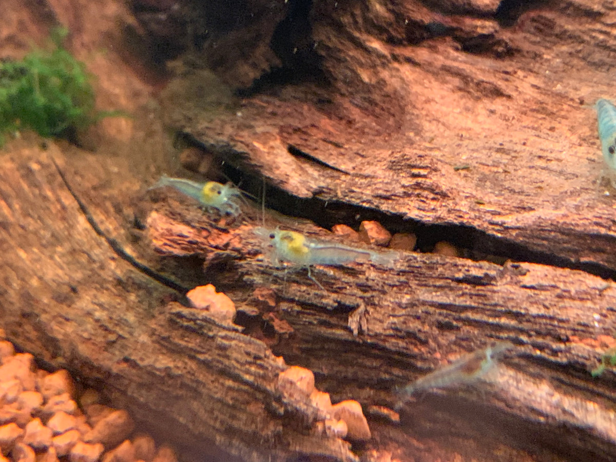 Neocaridina Blue Jelly an einer Wurzel – deutsche Nachzucht von garnelen-pott.live Essen
