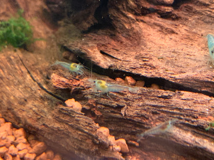 Neocaridina Blue Jelly an einer Wurzel – deutsche Nachzucht von garnelen-pott.live Essen
