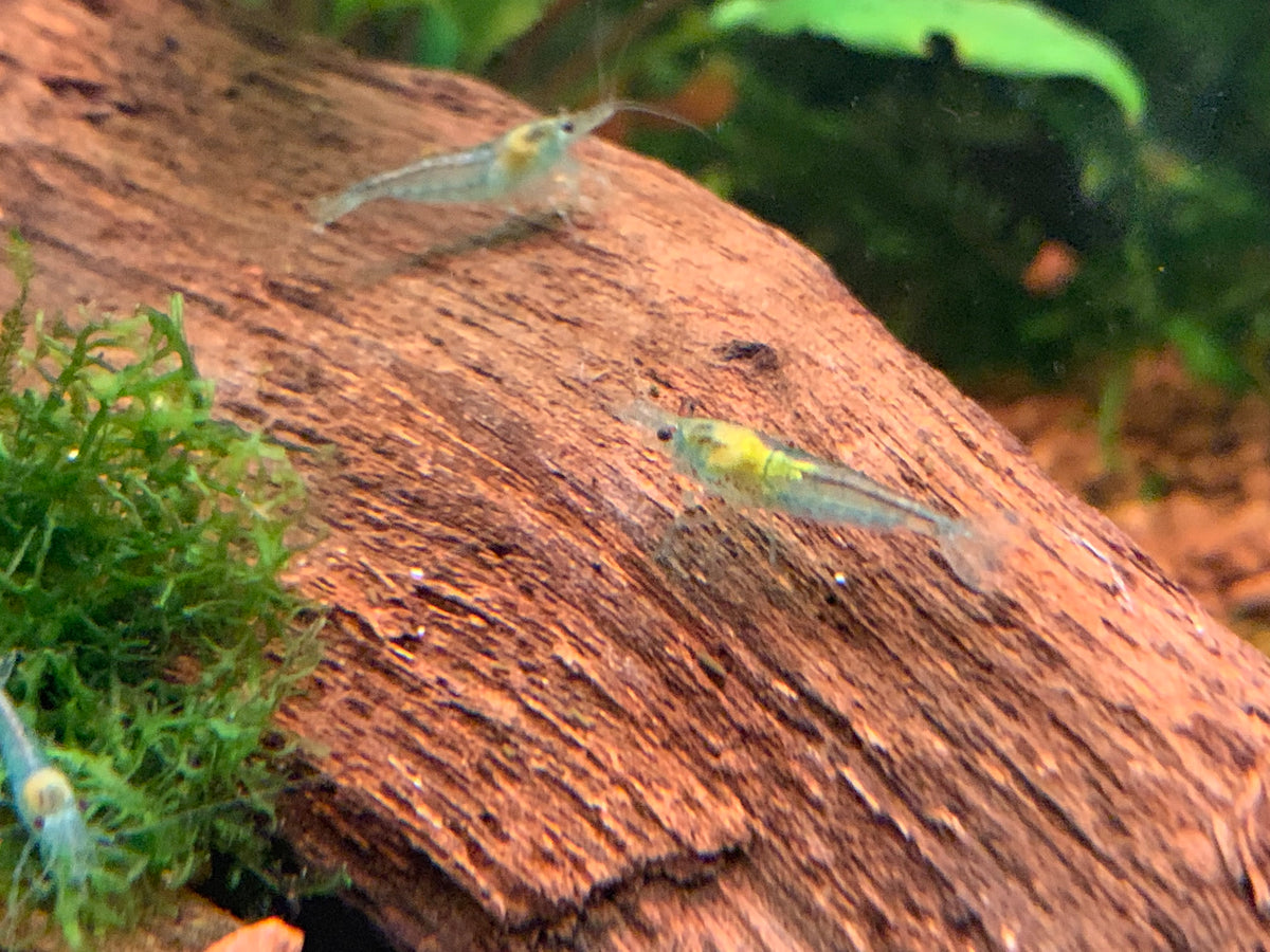 Neocaridina Blue Jelly auf Wurzel im bepflanzten Becken – deutsche Nachzucht von garnelen-pott.live Essen